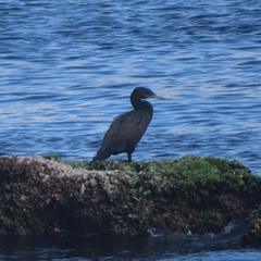 Nannopterum brasilianum