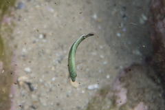 Anampses caeruleopunctatus