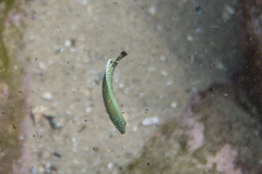 Anampses caeruleopunctatus