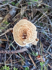 Turbinellus kauffmanii