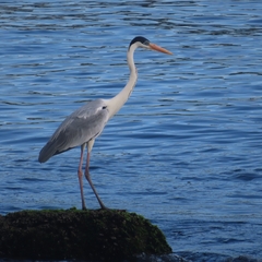 Ardea cocoi