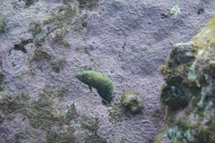 Anampses caeruleopunctatus