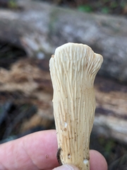 Turbinellus kauffmanii