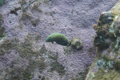 Anampses caeruleopunctatus