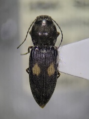 Paracardiophorus