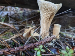 Turbinellus kauffmanii