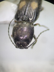 Paracardiophorus