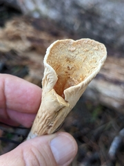 Turbinellus kauffmanii