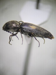 Paracardiophorus