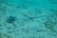 Myliobatis tenuicaudatus