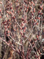 Myrica gale tomentosa