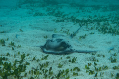 Myliobatis tenuicaudatus