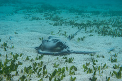 Myliobatis tenuicaudatus