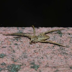 Pisaura