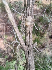 Olios