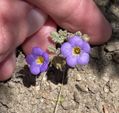 Phacelia fremontii