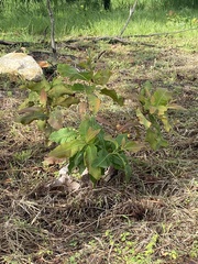 Anacardium occidentale
