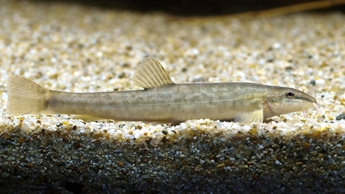 Stone Loach (Fish of Serbia - guide) · iNaturalist