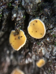 Lachnellula