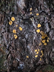 Lachnellula