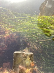 Phyllospadix torreyi