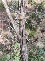 Olios