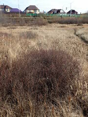 Myrica gale tomentosa