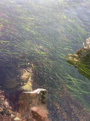 Phyllospadix torreyi