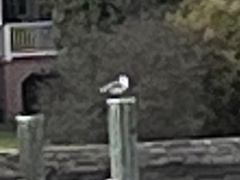 Larus delawarensis