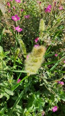 Polypogon monspeliensis