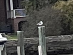 Larus delawarensis
