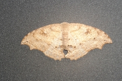 Coelurotricha curvilinea
