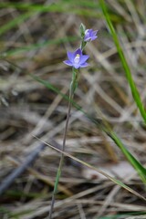 Thelymitra arenaria