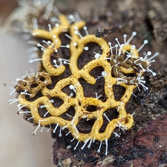 Polycephalomyces tomentosus