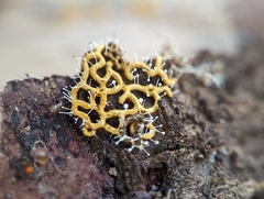 Polycephalomyces tomentosus