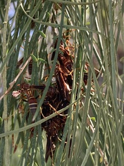 Polistes arizonensis