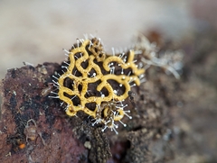 Polycephalomyces tomentosus
