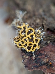 Polycephalomyces tomentosus