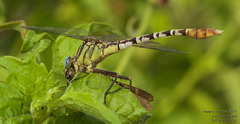 Dromogomphus spoliatus