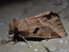 Plagiomimicus pityochromus