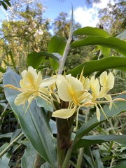Hedychium flavescens