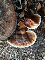 Ganoderma zonatum