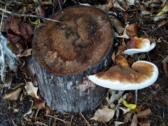 Ganoderma zonatum