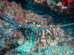 Panulirus inflatus