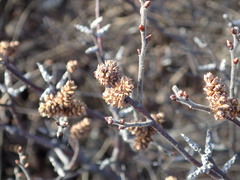 Myrica gale tomentosa
