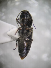 Paracardiophorus