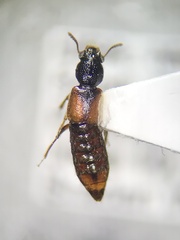 Bledius