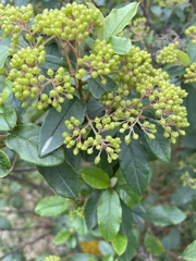 Pomaderris elliptica