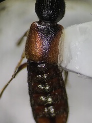 Bledius