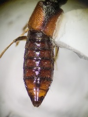 Bledius